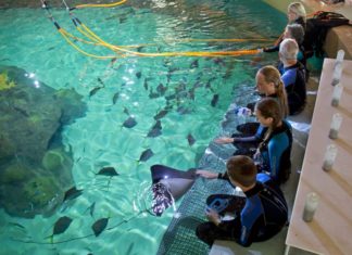 #DayTripping: Florida Keys Aquarium Encounters & Sweet Savannah’s - A group of people swimming in a pool of water - Florida Keys