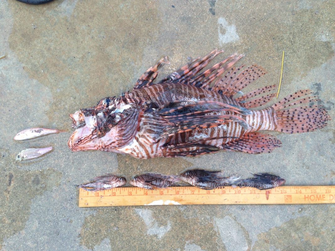 #Events: The lionfish hunt is on! - A close up of a reptile - Fish