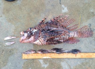 #Events: The lionfish hunt is on! - A close up of a reptile - Fish