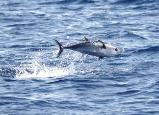 #Fish: No fish fights like a tuna - A bird flying over a body of water - Southern bluefin tuna