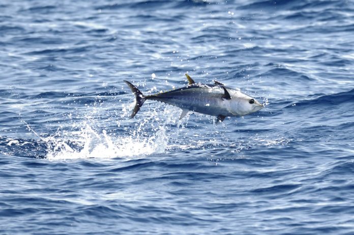 #Fish: No fish fights like a tuna - A bird flying over a body of water - Southern bluefin tuna