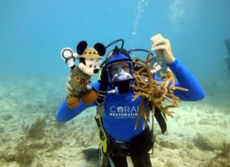 #News: Keys Coral Restoration Expert Named Disney Conservation Hero - A person swimming in the water - The Walt Disney Company