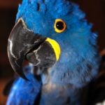 #See: Earth First - A blue bird sitting on top of a parrot - Macaw