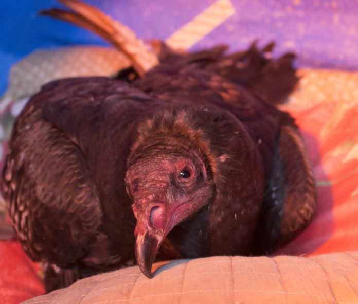 #News: Vultures found dead - A bird sitting on top of a chicken - Rodent