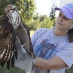 #News: Vultures found dead - A bird standing on top of an owl - Wildlife biologist