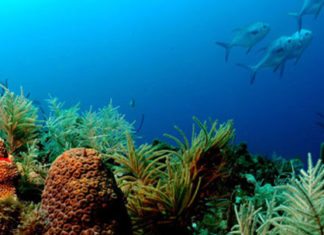 #News: Sanctuary fight comes to chambers, city commissions - Underwater view of a swimming pool - Florida Keys National Marine Sanctuary