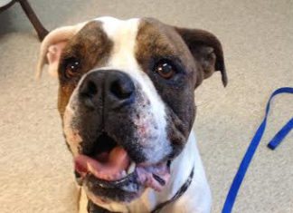 #Help: Animal Shelter dog needs special help - A brown and white dog looking at the camera - Valley Bulldog