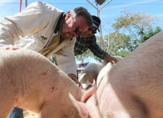National Pig Races back for sixth year - A man petting an animal - Domestic pig