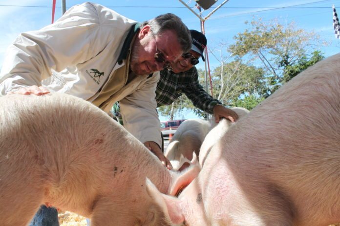 National Pig Races back for sixth year - A man petting an animal - Domestic pig