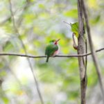 All things Cuba – The Weekly visits the Island ‘A Million Miles Away’ - A small bird perched on a tree branch - Ecosystem