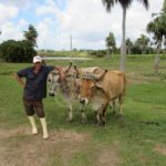 All things Cuba – The Weekly visits the Island ‘A Million Miles Away’ - A person standing next to a cow - Cattle