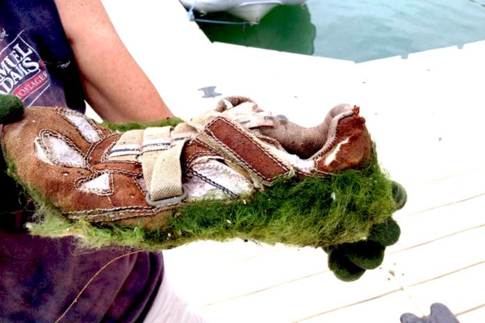 Scavenger hunt in the harbor – Locals organize game to clean up trash - A sandwich sitting on top of a table - Shoe