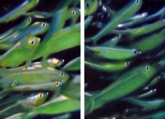 Haykin shows at Lucky Street Gallery - A close up of a green plant - Sardine