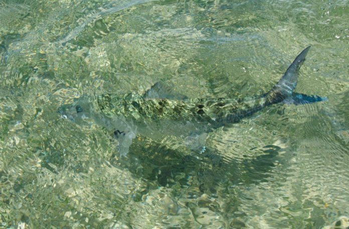 Tarpon fishing in full swing - A large reptile in the water - Ecosystem