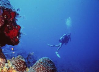 Scuba en Cuba - Coral reef