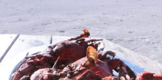 Lobster Crawl Bar and Grill has all the ingredients of a local hotspot - American lobster