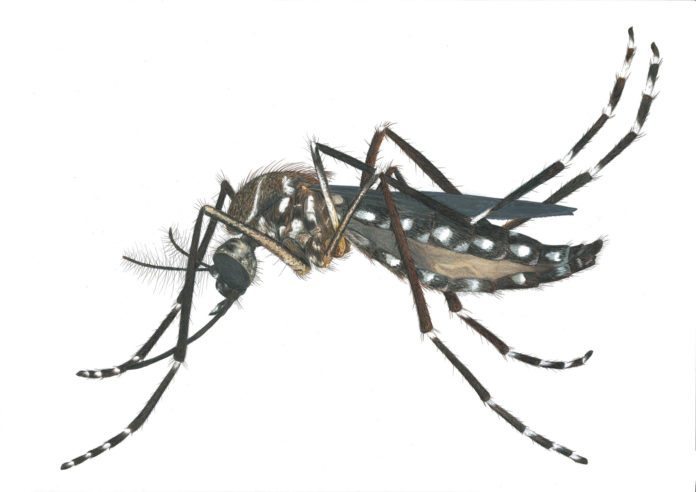 Zika virus explained - A close up of a spider - Yellow fever mosquito