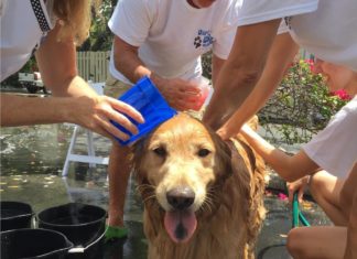 Dog Wash raises $$ for FKSPCA - A person petting a dog - Golden Retriever