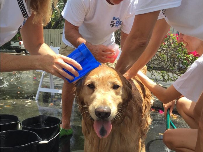 Dog Wash raises $$ for FKSPCA - A person petting a dog - Golden Retriever