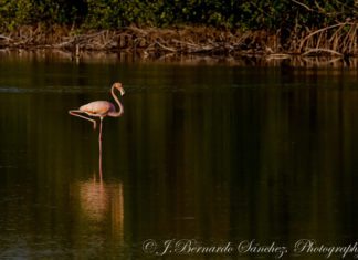 Seeing Pink: Flamin-going on Grassy Key - A bird sitting on top of a body of water - River