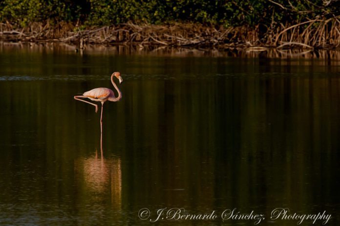 Seeing Pink: Flamin-going on Grassy Key - A bird sitting on top of a body of water - River