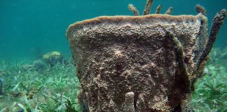 Sponge Science: Florida Sea Grant, FWCC partners with professor - A close up of a rock - Smithsonian Tropical Research Institute