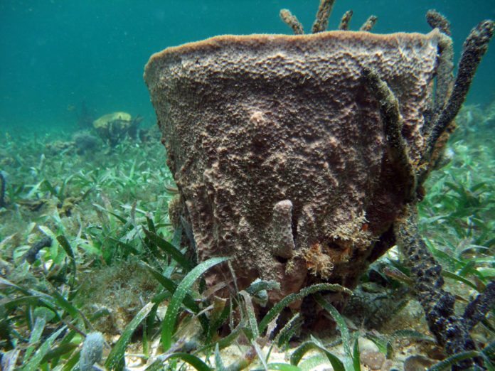 Sponge Science: Florida Sea Grant, FWCC partners with professor - A close up of a rock - Smithsonian Tropical Research Institute