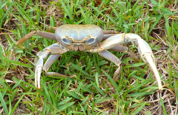 A very true tale of the crab who stole the house keys - An animal lying on the grass - Crabs