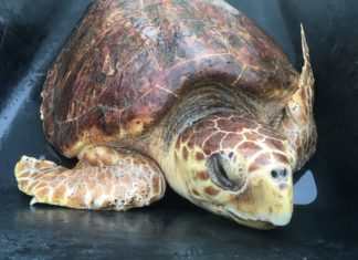 Fiona going home - A close up of a turtle - Loggerhead sea turtle