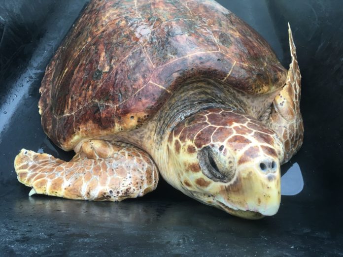 Fiona going home - A close up of a turtle - Loggerhead sea turtle