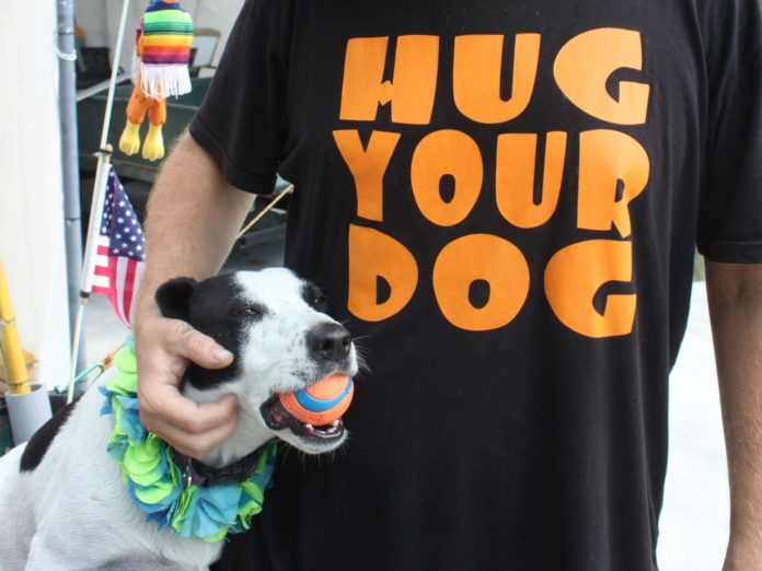 Meet Bixby - A dog wearing a collar shirt - Dog