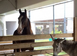 Horse finds new shelter; manatee returned to the water - A brown horse standing next to a fence - Mare