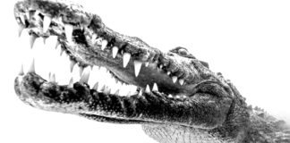 Crocodiles not uncommon in the Florida Keys - A close up of a dinosaur - American alligator