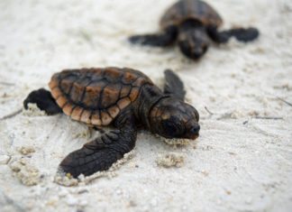 Turtle hurdles: Prognosis remains static - A turtle lying in the sand - Loggerhead sea turtle