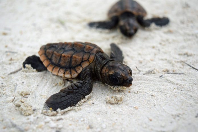 Turtle hurdles: Prognosis remains static - A turtle lying in the sand - Loggerhead sea turtle
