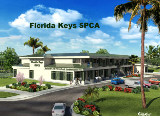 For The Love of Florida Keys SPCA Animals For The Love of Florida Keys SPCA Animals - A palm tree in front of a building - Florida Keys SPCA, Inc.