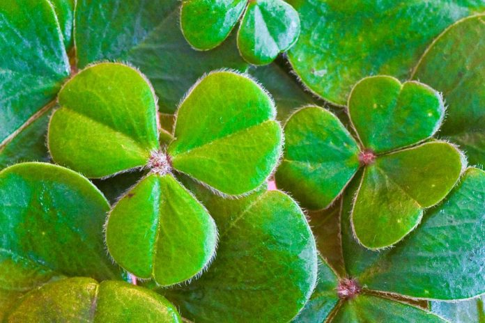 Let the pinching begin – Locals plan for St. Patrick’s on Saturday - A close up of a tree - Saint Patrick's Day