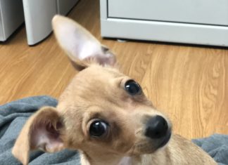 Penelope – Mystery pup appears on doorstep - A dog sitting on a bed - Chihuahua
