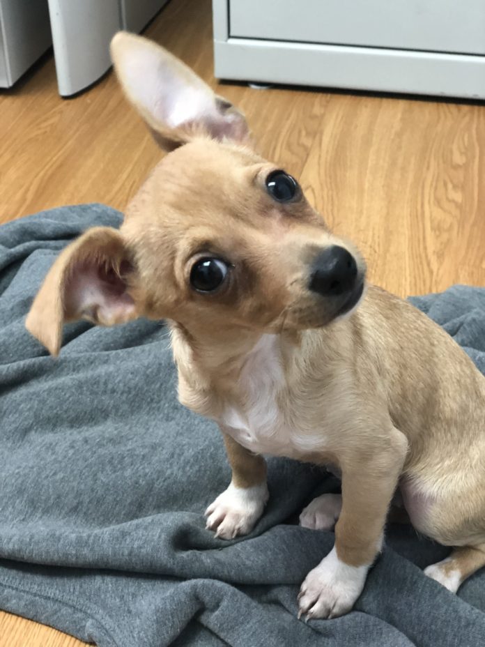Penelope – Mystery pup appears on doorstep - A dog sitting on a bed - Chihuahua