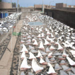 ENDING THE SHARK FIN TRADE IN THE U.S. - A group of people in a parking lot - Shark finning