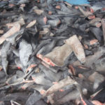 ENDING THE SHARK FIN TRADE IN THE U.S. - A pile of hot dogs - Shark
