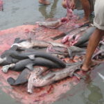 ENDING THE SHARK FIN TRADE IN THE U.S. - A group of fish in the water - Shark