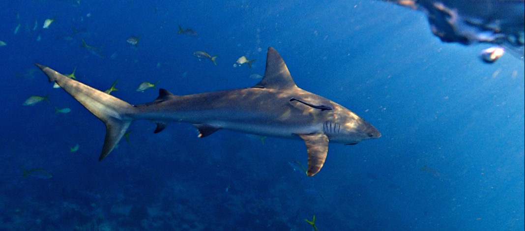 ENDING THE SHARK FIN TRADE IN THE U.S. - A fish swimming under water - Great white shark