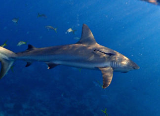 ENDING THE SHARK FIN TRADE IN THE U.S. - A fish swimming under water - Great white shark