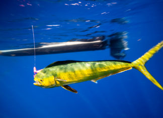 Blurred Lines - A fish swimming under water - Sardine