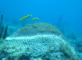 Mystery coral disease is named – ‘Stony Coral’ continues to spread in the Keys Mystery coral disease is named – ‘Stony Coral’ continues to spread in the Keys - A fish swimming under water - Coral reef