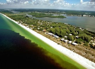 ALGAE BLOOM and the Florida Keys FAQ - A herd of sheep walking across a beach next to a body of water - Red tide
