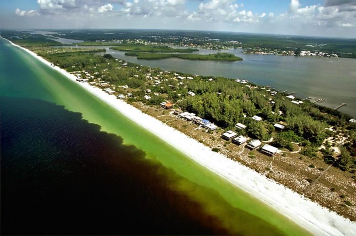 ALGAE BLOOM and the Florida Keys FAQ - A herd of sheep walking across a beach next to a body of water - Red tide