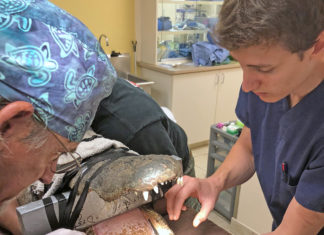 LOCAL VET OPERATES ON BIG GATORS - A man is cutting a crab on a table - Alligators