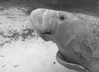 Protecting manatees - Animal on the water - Dugong